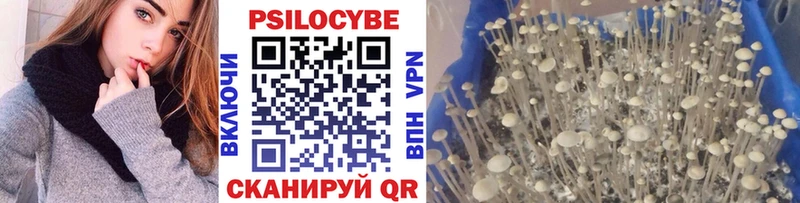 KRAKEN ссылка  Магнитогорск  Галлюциногенные грибы Psilocybe 